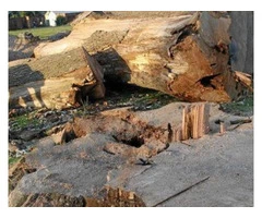 Expert Tree Arborist Services in Melbourne