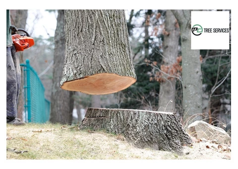 Experienced Tree Removal Melbourne