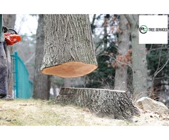 Experienced Tree Removal Melbourne