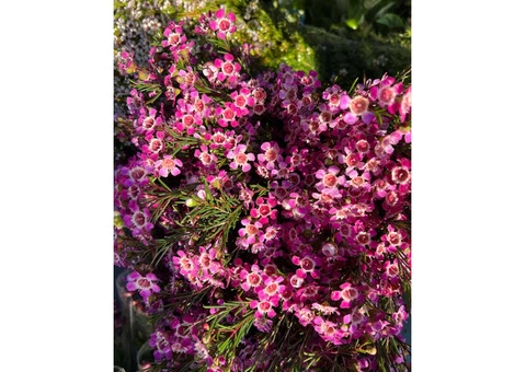 The Little Market Bunch – Flower Delivery Melbourne