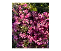 The Little Market Bunch – Flower Delivery Melbourne