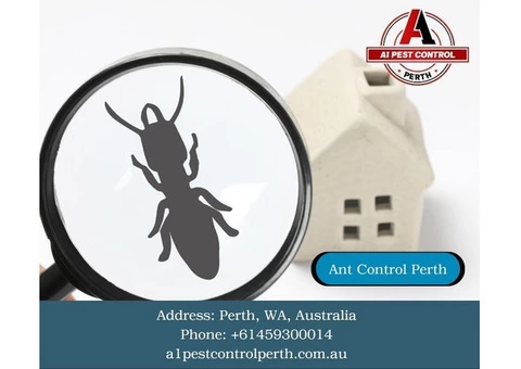 Keep Your Space Ant-Free with trusted Ant Control Perth