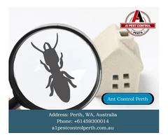Keep Your Space Ant-Free with trusted Ant Control Perth