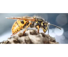 OZ Bee Removal Adelaide