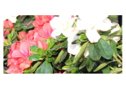 Body Corporate Garden Maintenance | Corporate Garden Maintenance | Bayside Gardening