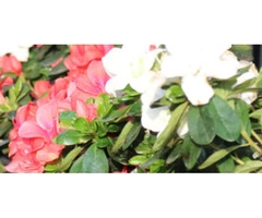 Body Corporate Gardening | Body Corporate Garden Maintenance | Bayside Gardening