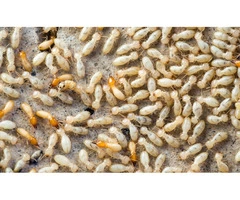 Flatline Pest Control - Termite Treatment Central Coast