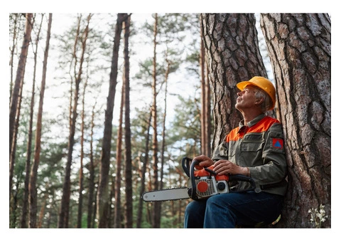 Best Tree Removal Services Near you in Sydney