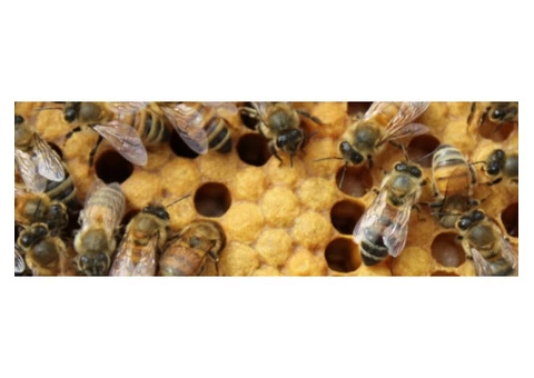 Front Line Bees Removal Canberra - 2/2