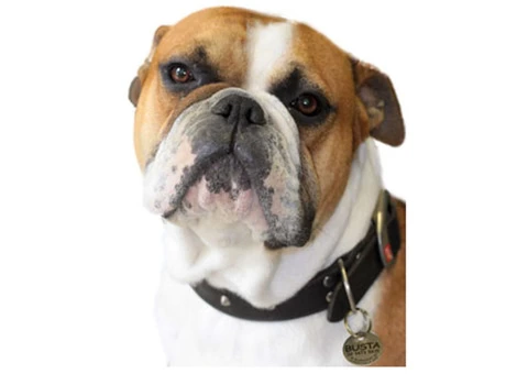Buy pet tags in Australia