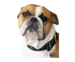 Buy pet tags in Australia