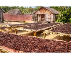 Bulk vanilla extract Australia