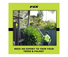 Tree Trimming Brisbane
