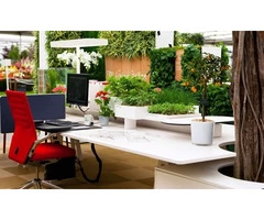 Indoor Plants for Offices