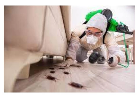 Professional Pest Control in Alkimos