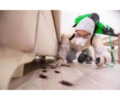 Professional Pest Control in Alkimos