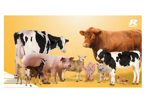 Animal Feed Suppliers Australia - 1/4