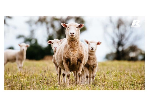 Animal Feed Suppliers Australia - 3/4