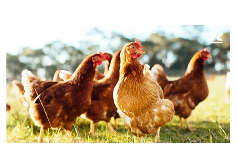 Animal Feed Suppliers Australia - 4/4
