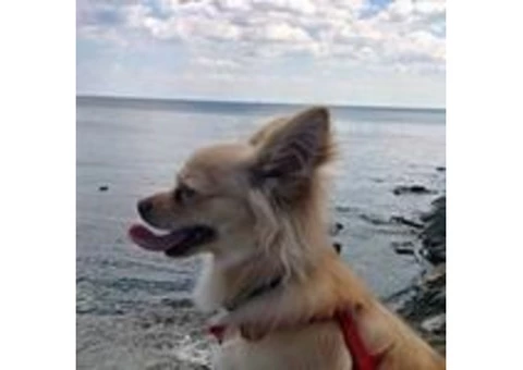 Best dog walking service in mississauga