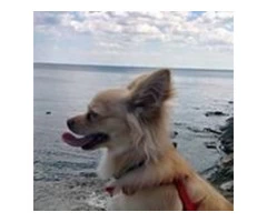 Best dog walking service in mississauga