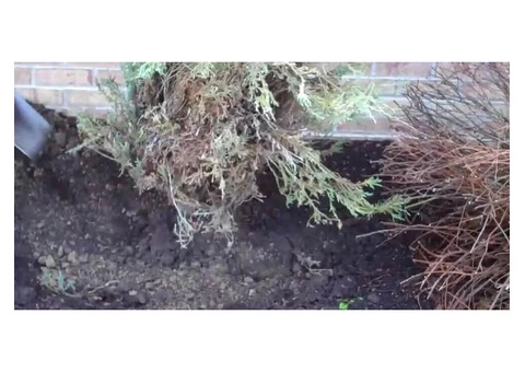 Professional Shrub Relocating Services to Reduce Diseases