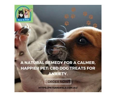 A natural remedy for a calmer, happier pet: CBD dog treats for anxiety.