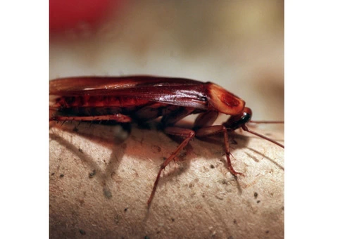 Front Line Cockroach Control Melbourne