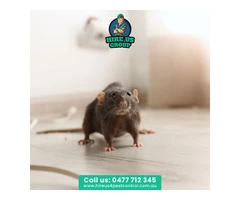 Banish the Uninvited Guests With Rodent Removal Services in Melbourne