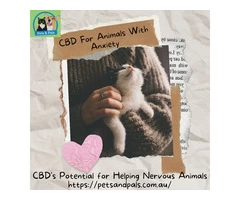 CBD's Potential for Helping Nervous Animals