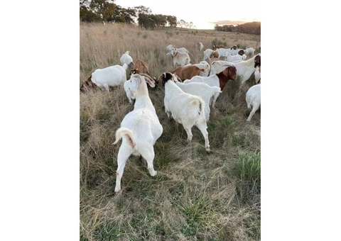 Pure Boer goat breeding bucks and does for sale.