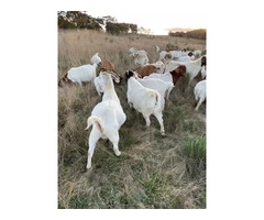Pure Boer goat breeding bucks and does for sale.