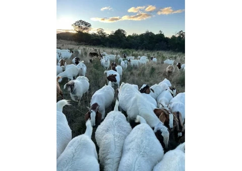 Pure Boer goat breeding bucks and does for sale. - 2/2