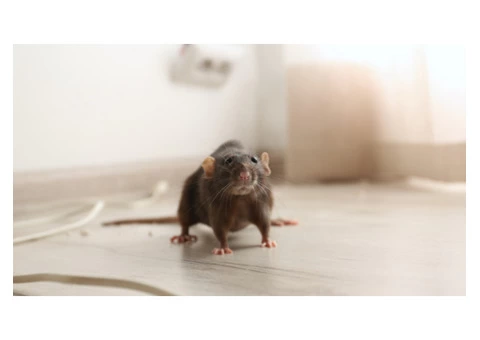 Have You Seen A Rat In Your Restaurant’s Kitchen?