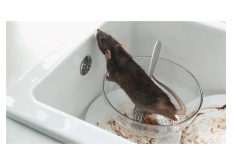 Have You Seen A Rat In Your Restaurant’s Kitchen? - 2/2