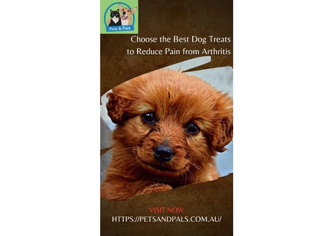 Choose the Best Dog Treats to Reduce Pain from Arthritis