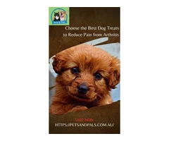 Choose the Best Dog Treats to Reduce Pain from Arthritis