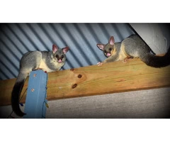 Frontline Possum Removal Brisbane