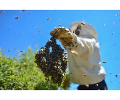 Professional Bee Control Specialists in Cranbourne