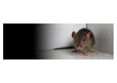 Frontline Rodent Control Melbourne
