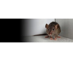 Frontline Rodent Control Melbourne