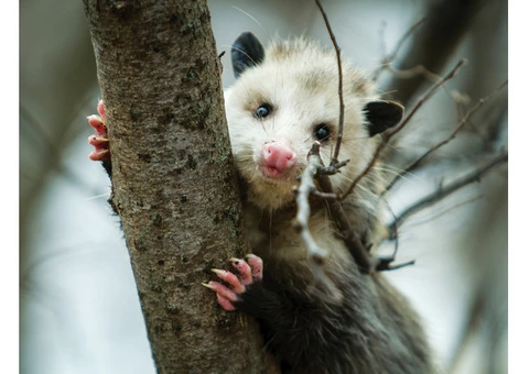 Frontline Possum Removal Sydney