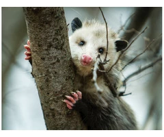 Frontline Possum Removal Sydney