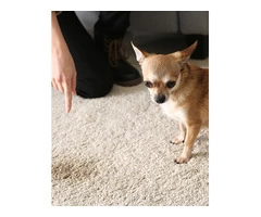 Best Pet Urine Remover in Melbourne - Say Goodbye to Stains!