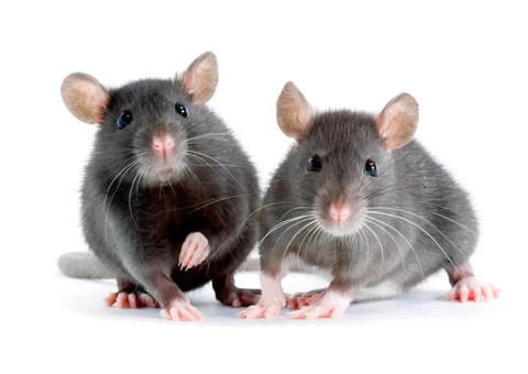 Frontline Rodent Control Sydney - 1/5