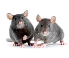 Frontline Rodent Control Sydney