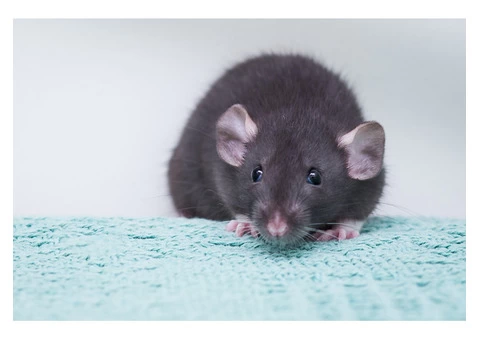 Frontline Rodent Control Sydney - 2/5