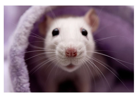 Frontline Rodent Control Sydney - 3/5
