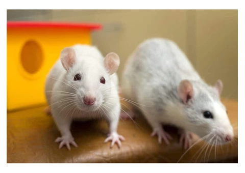 Frontline Rodent Control Sydney - 5/5