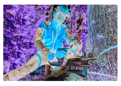 Tree Removal Mount Waverley - Pro Cut Tree Removal Services - 1/3